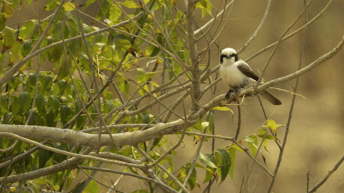 White-crowned Shrike - ML610498528