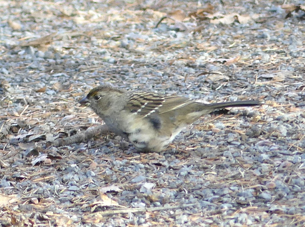 Golden-crowned Sparrow - ML610498624