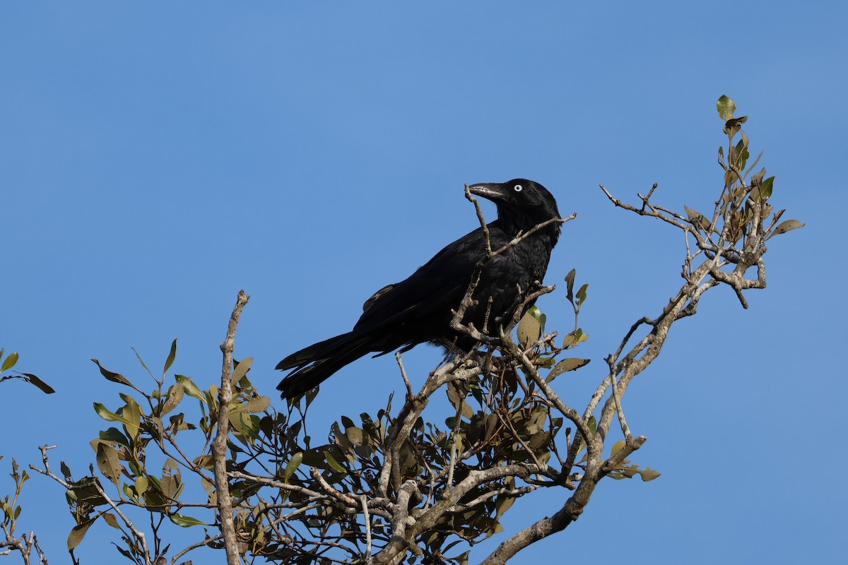 Australian Raven - ML610498887
