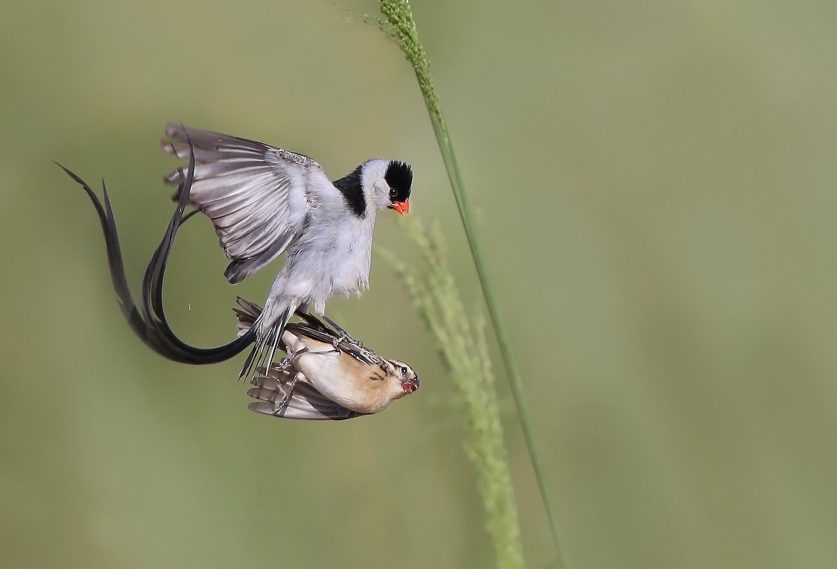 Pin-tailed Whydah - ML610499197
