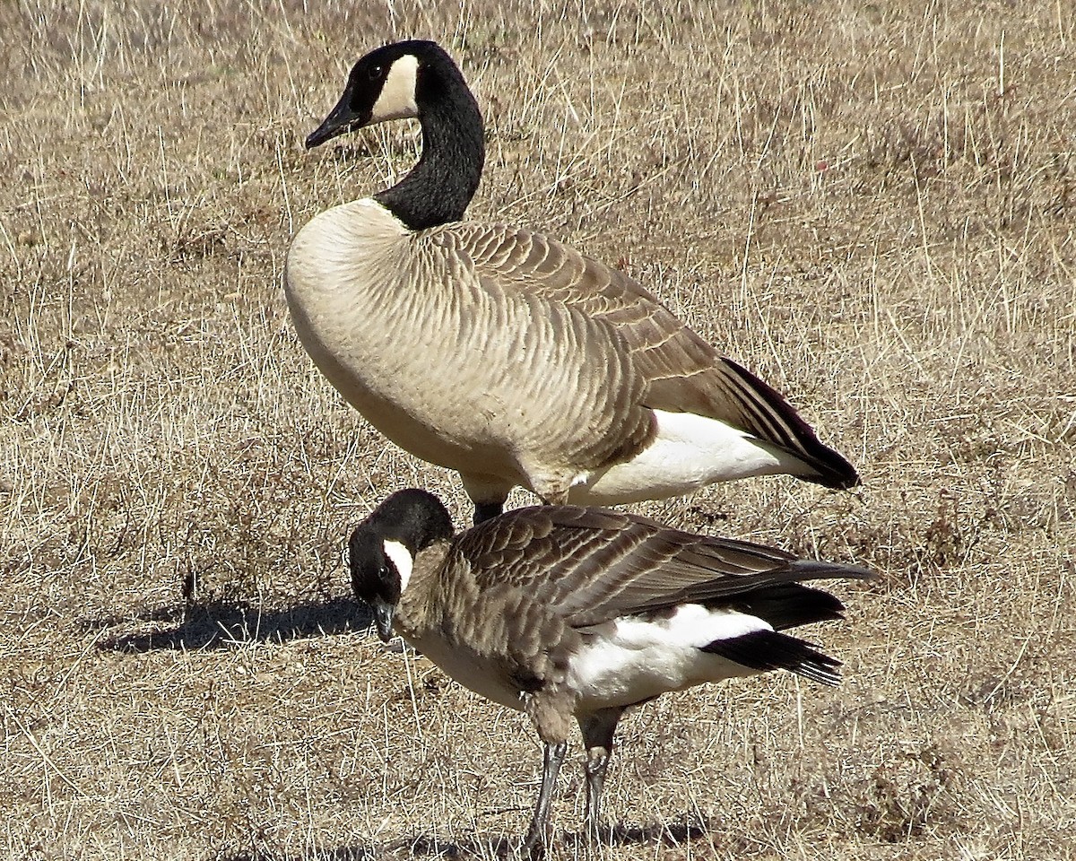 Cackling Goose (Aleutian) - ML610499783