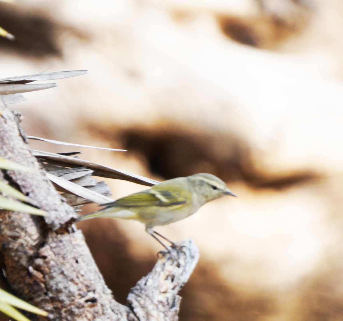 Hume's Warbler - ML610500097