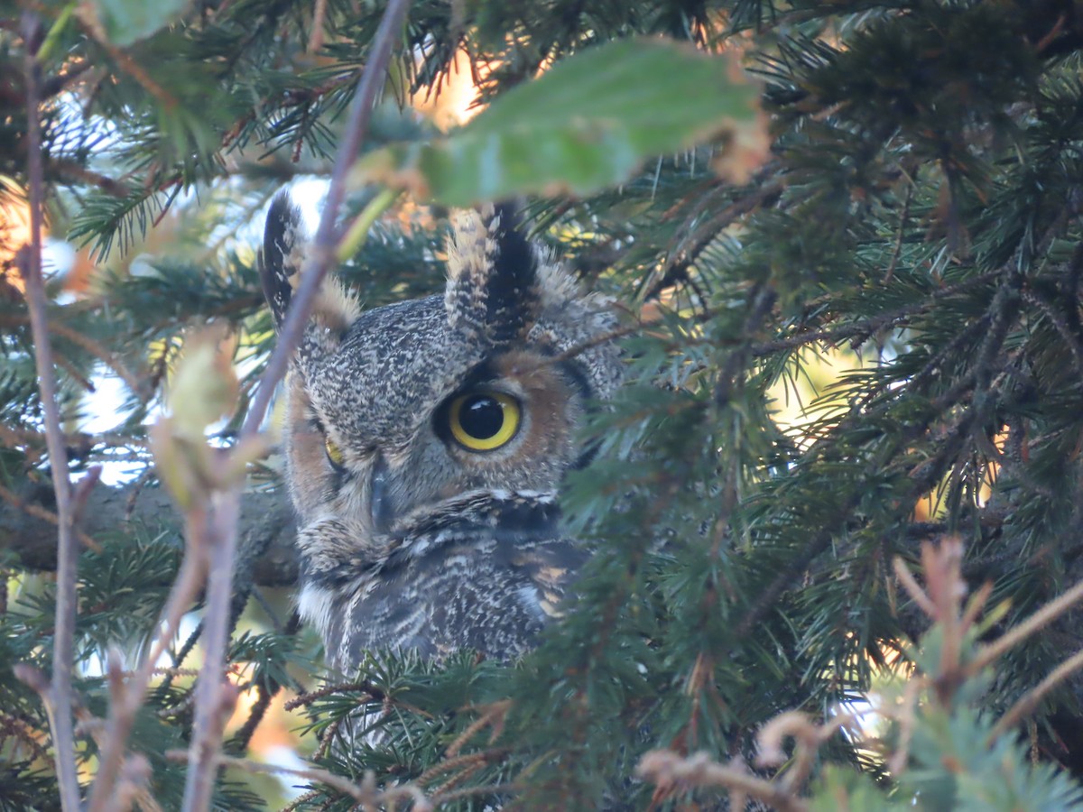 Great Horned Owl - ML610500772