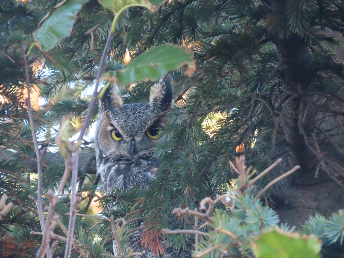 Great Horned Owl - ML610500859