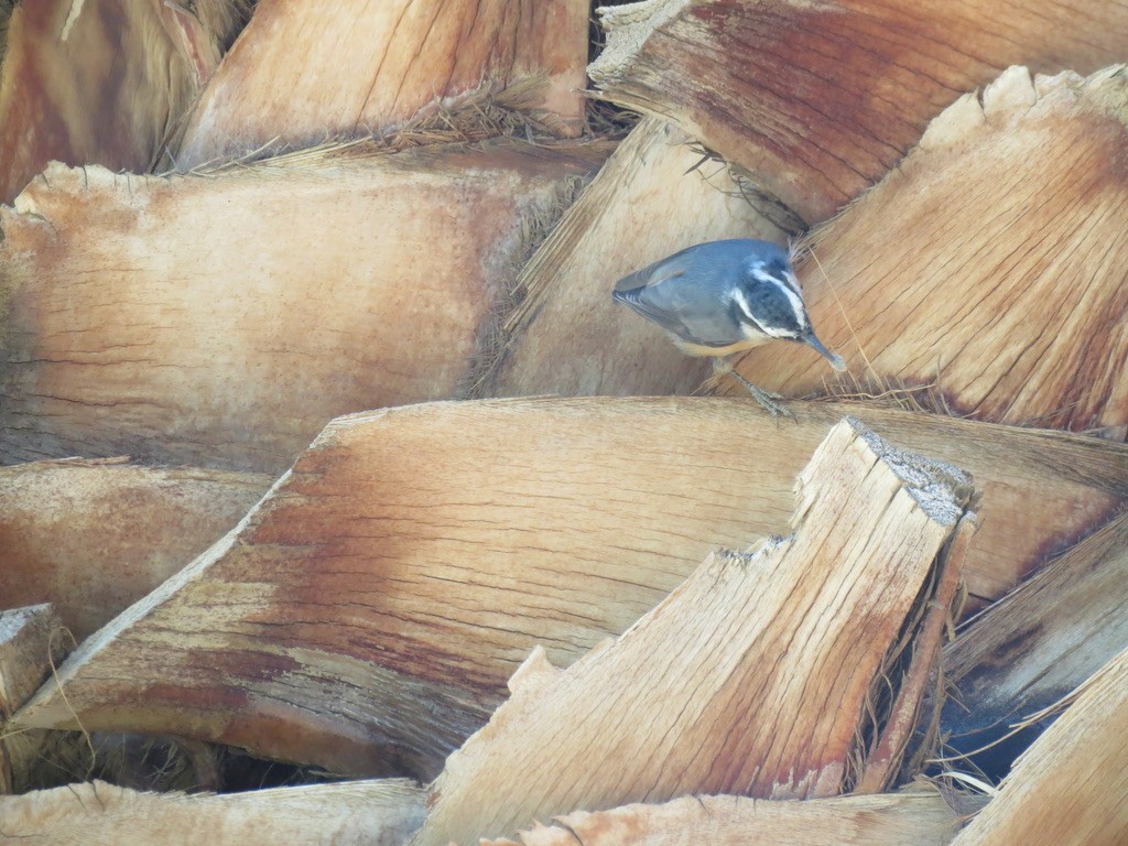 Red-breasted Nuthatch - ML610500877