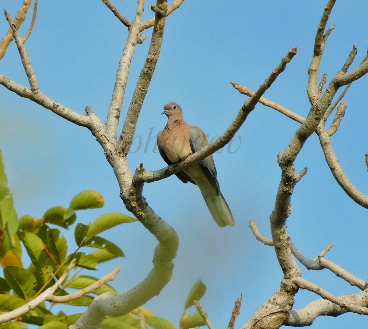 Laughing Dove - ML610501358