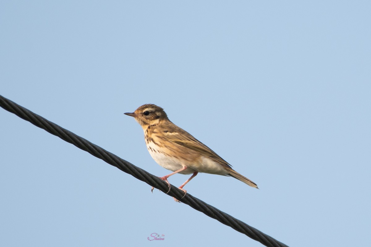 Olive-backed Pipit - ML610501402