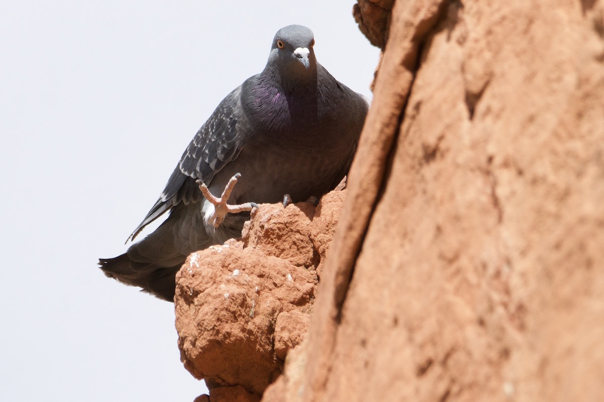 Pigeon biset (forme domestique) - ML610501459