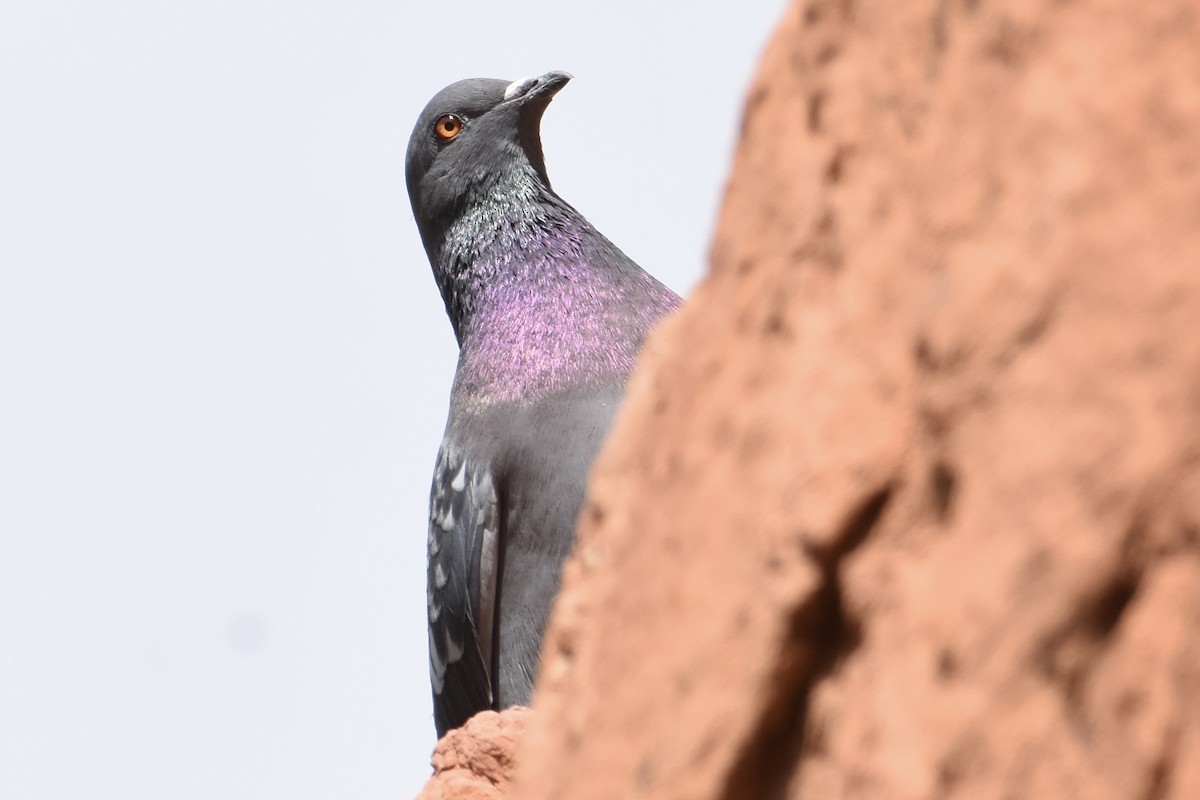 Rock Pigeon (Feral Pigeon) - ML610501460