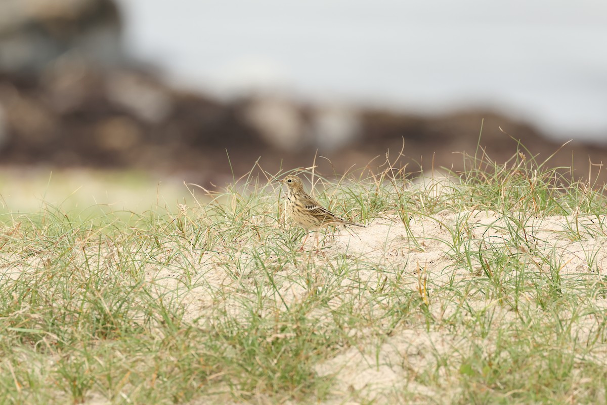 Meadow Pipit - ML610501693