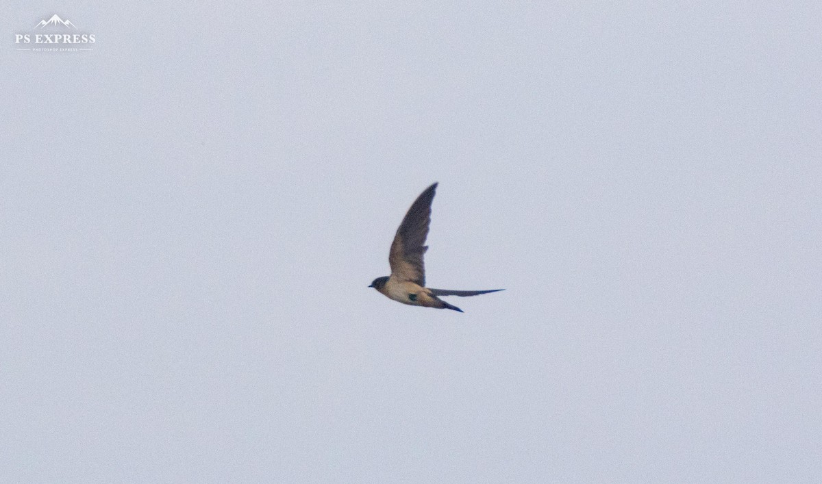 Red-rumped Swallow - ML610502092