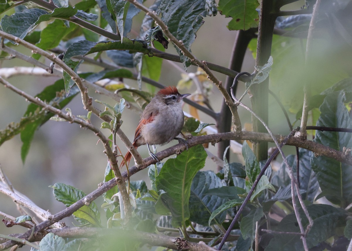 Line-cheeked Spinetail - ML610502363