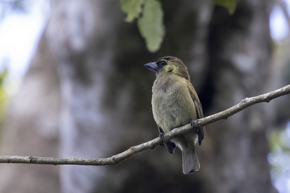 Olivbartvogel (woodwardi) - ML610502885