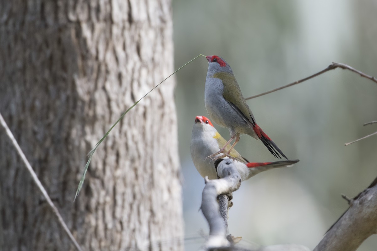 Red-browed Firetail - ML610502896