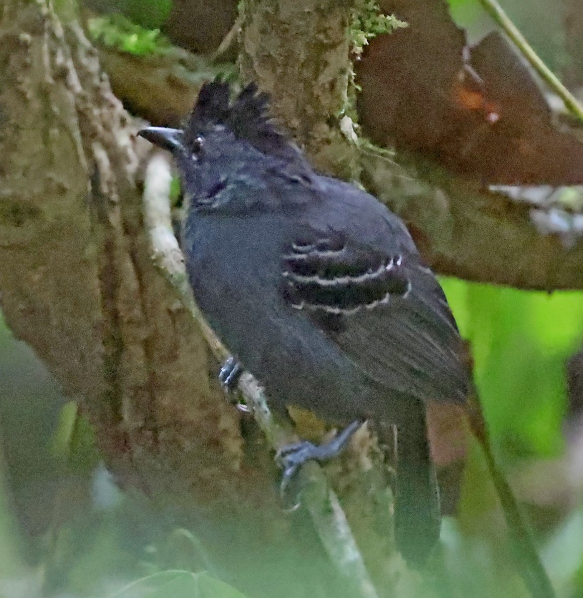 Black-headed Antbird - ML610502924