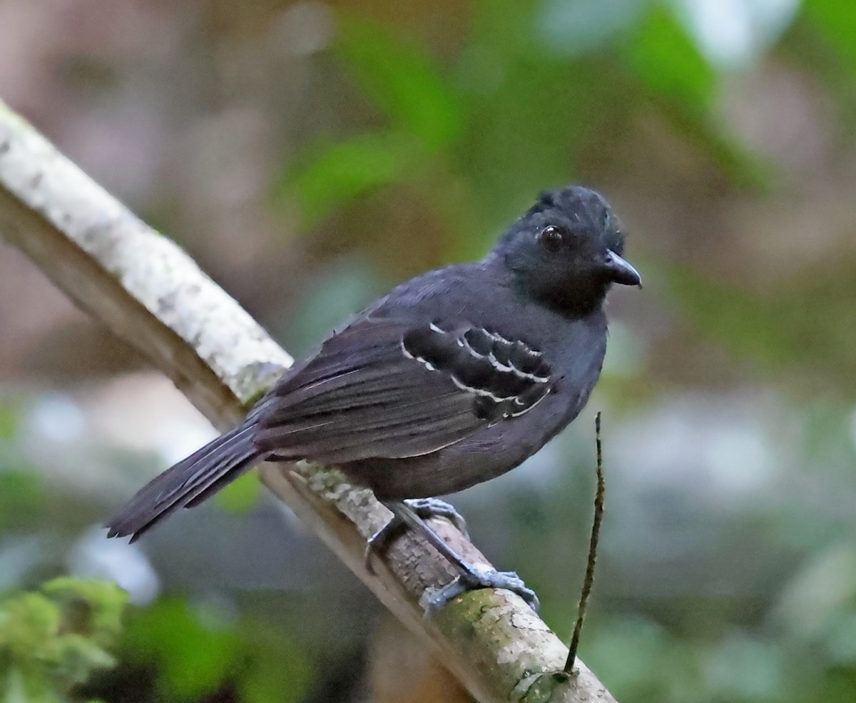 Black-headed Antbird - ML610502927
