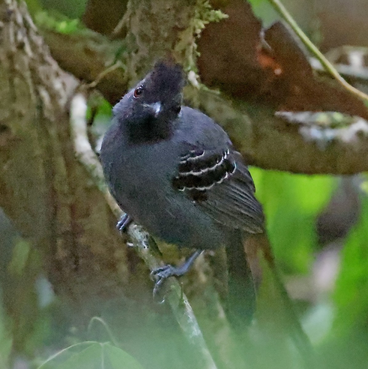 Black-headed Antbird - ML610502928