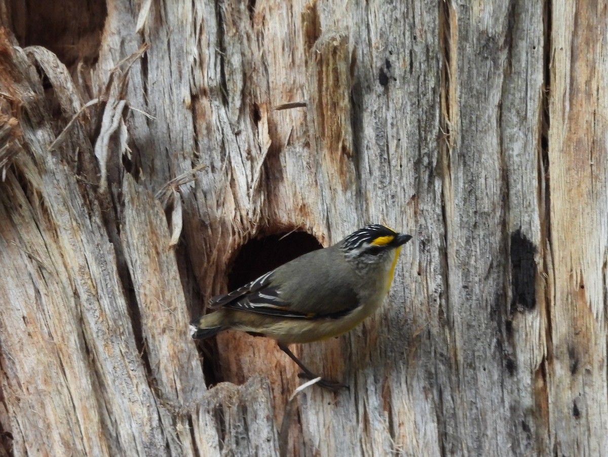 Striated Pardalote (Yellow-tipped) - Kevin Seymour