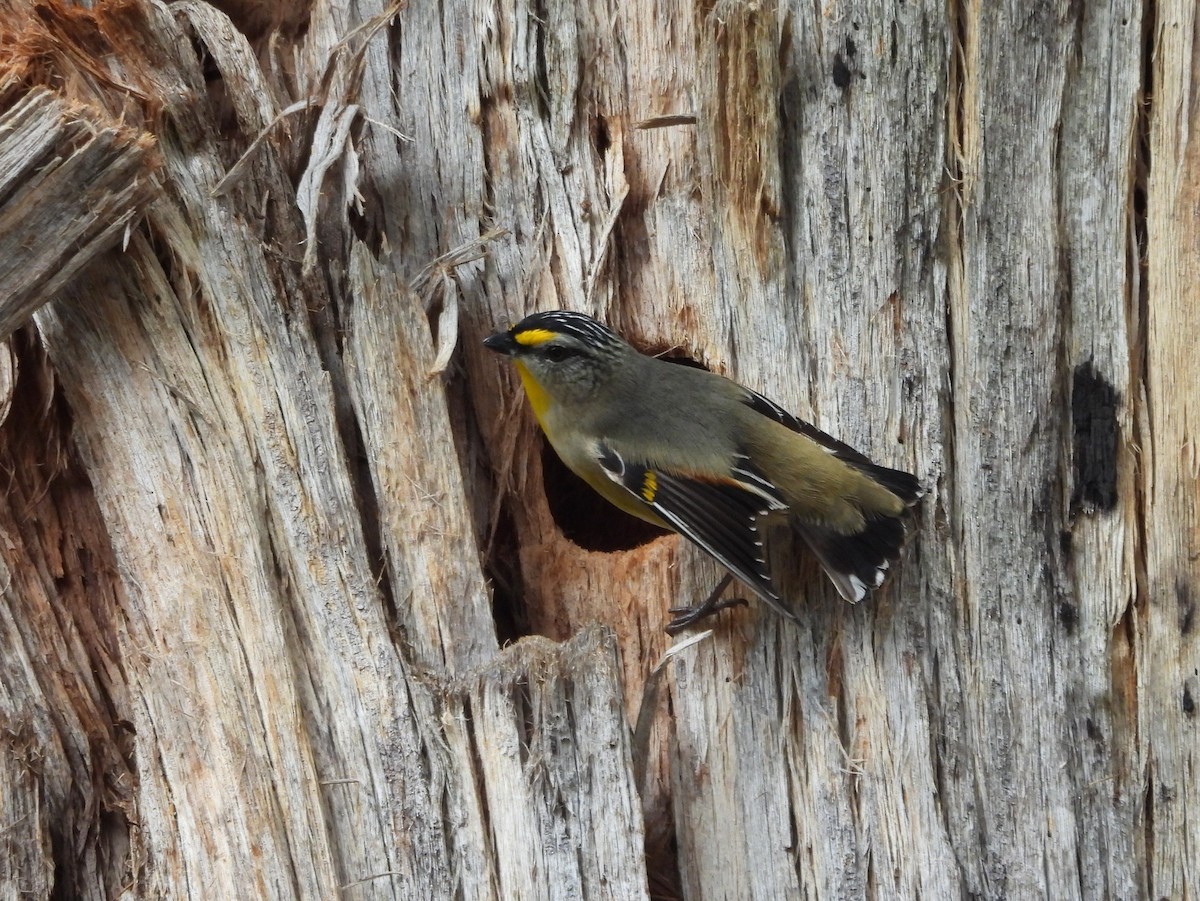 Striated Pardalote (Yellow-tipped) - ML610503704