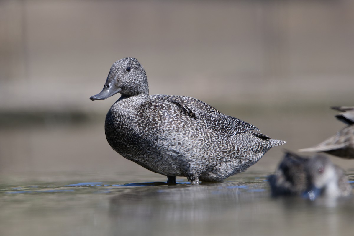 Freckled Duck - ML610503749