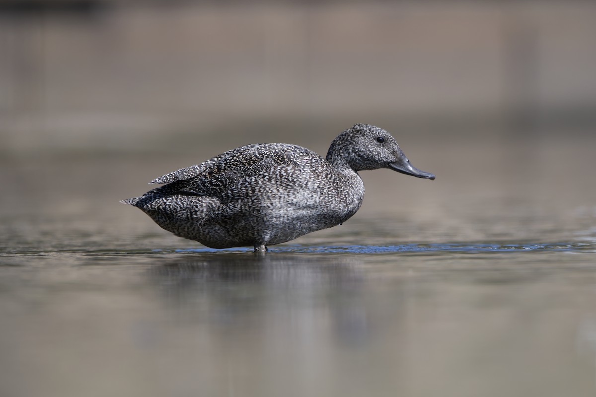 Freckled Duck - ML610503750
