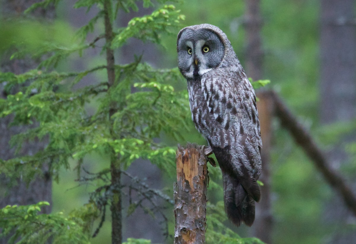 Great Gray Owl - Hannu Koivisto