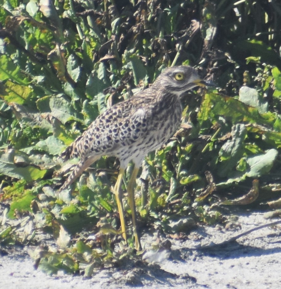Spotted Thick-knee - ML610504047