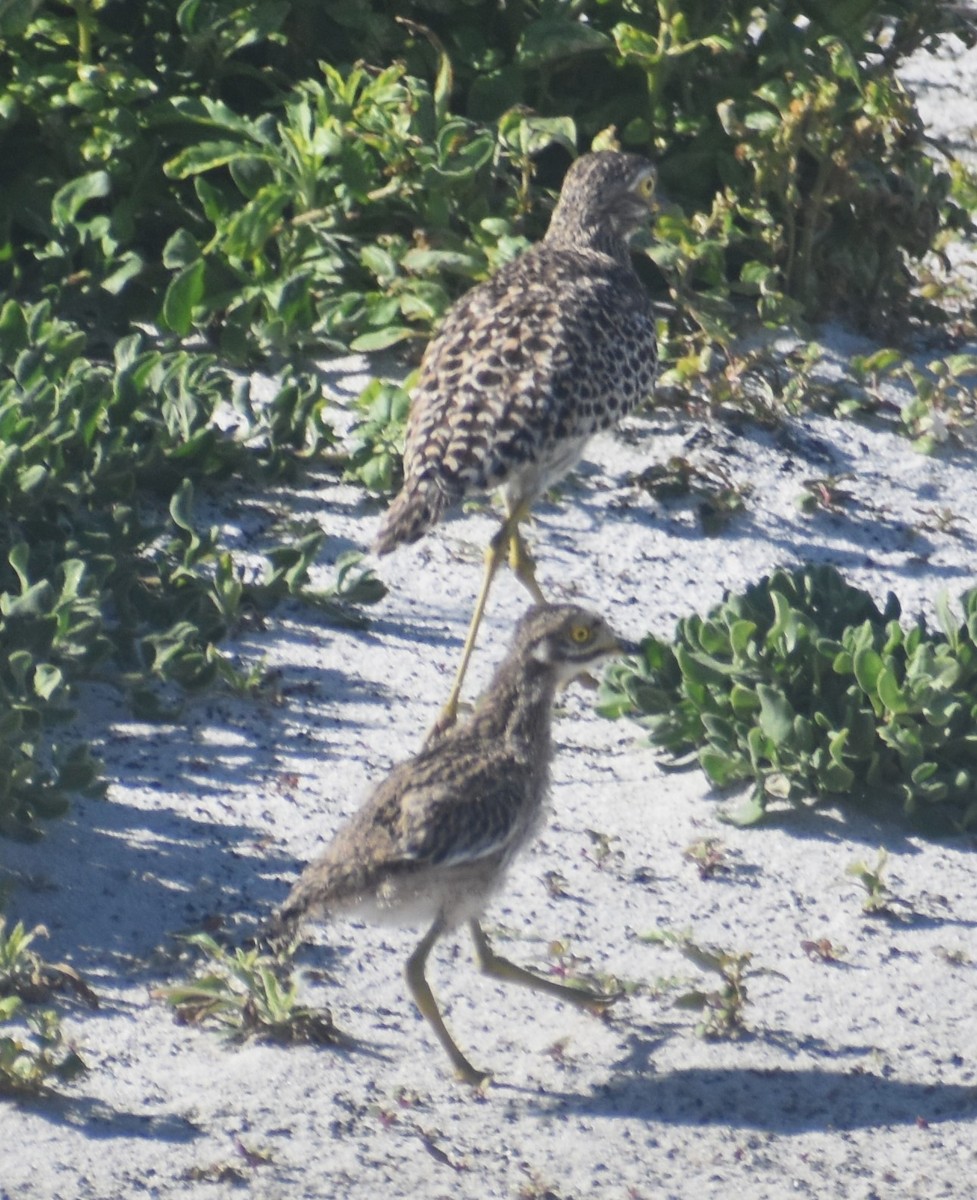 Spotted Thick-knee - ML610504048