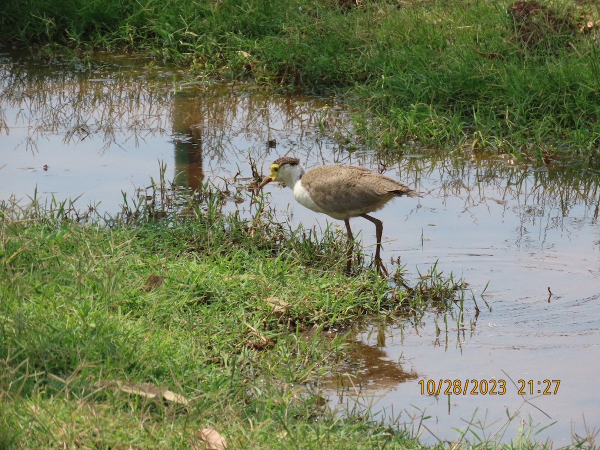 Masked Lapwing - Kelly Coles
