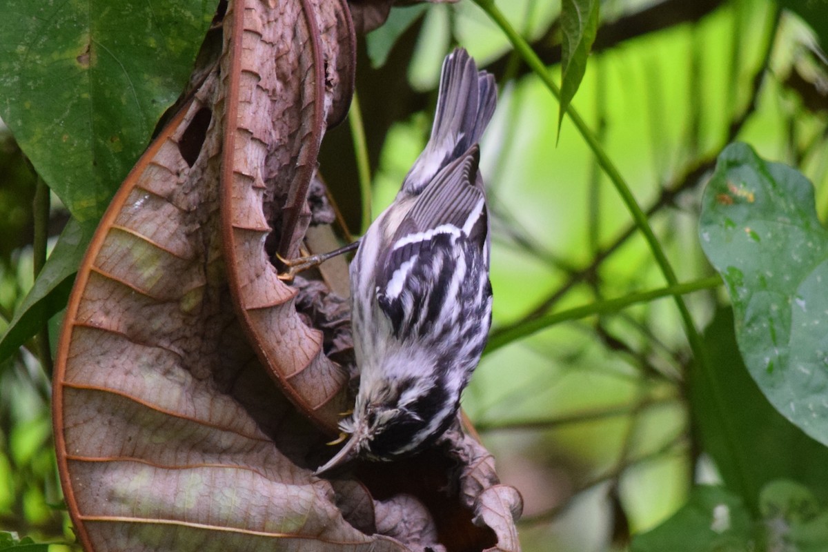 Black-and-white Warbler - ML610504541