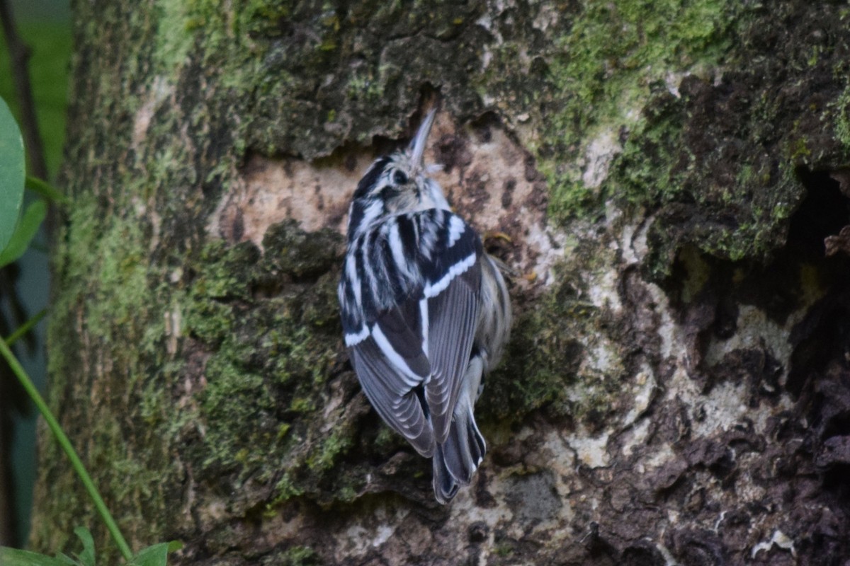 Black-and-white Warbler - ML610504542