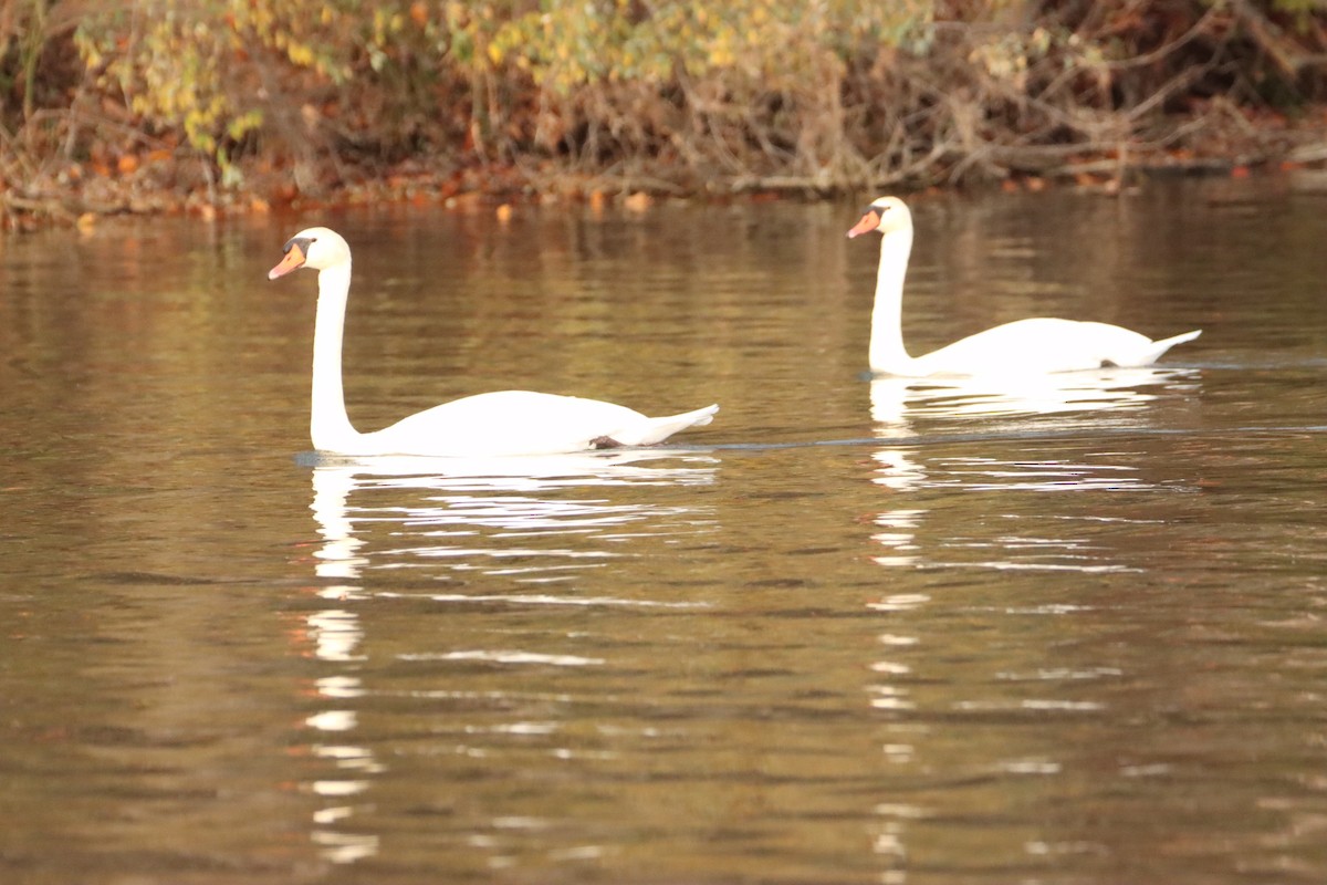 eBird Checklist 28 Oct 2023 Stony Creek Metropark (Oakland Co