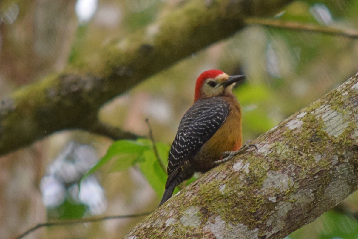 Jamaican Woodpecker - ML610504595