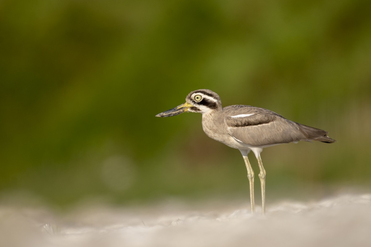 Great Thick-knee - ML610504834