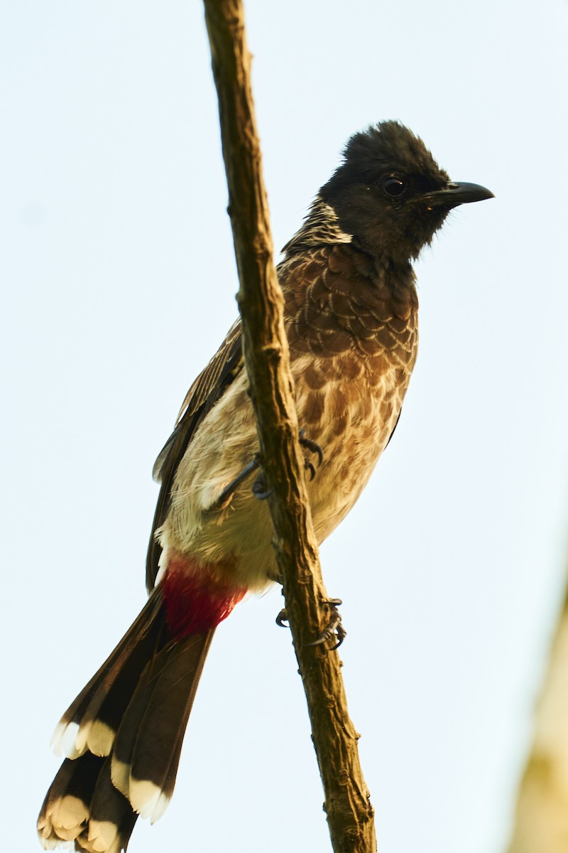Red-vented Bulbul - ML610504870