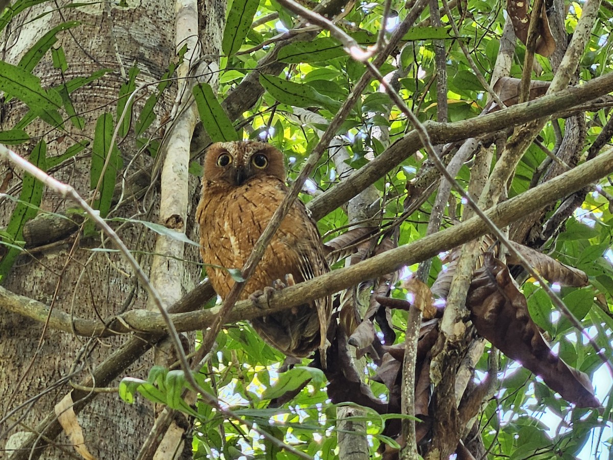 Madagascar Scops-Owl - ML610505552