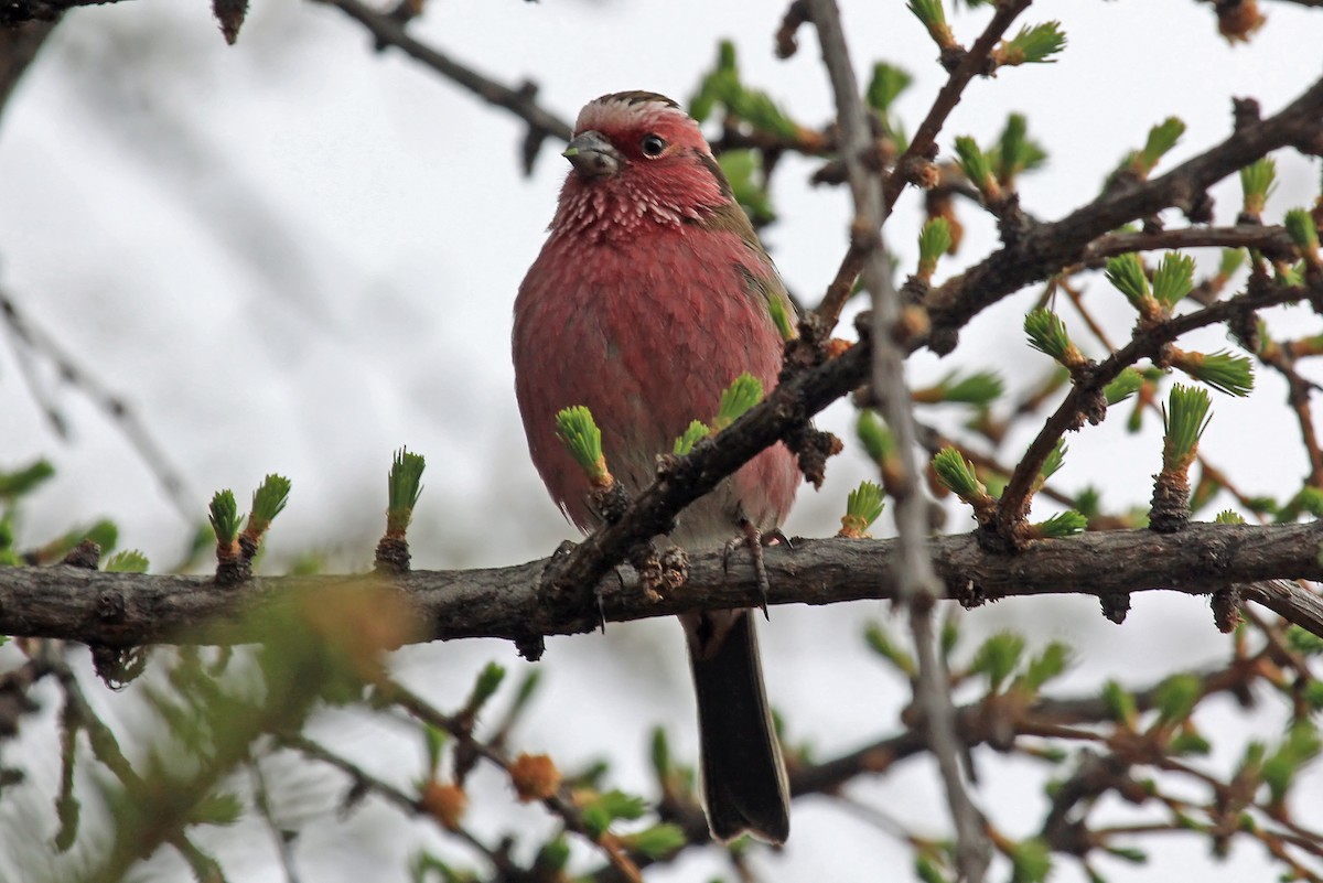 Chinese White-browed Rosefinch - Phillip Edwards