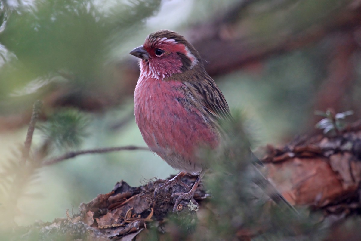 Chinese White-browed Rosefinch - Phillip Edwards