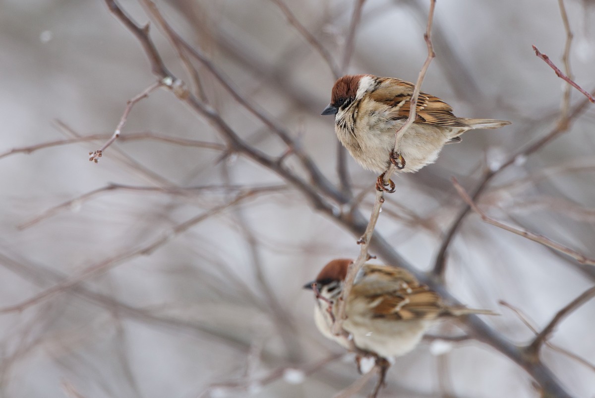 Eurasian Tree Sparrow - ML610505953