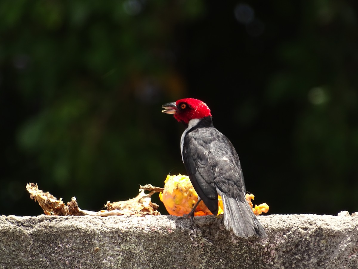 Red-capped Cardinal - Tomaz Melo