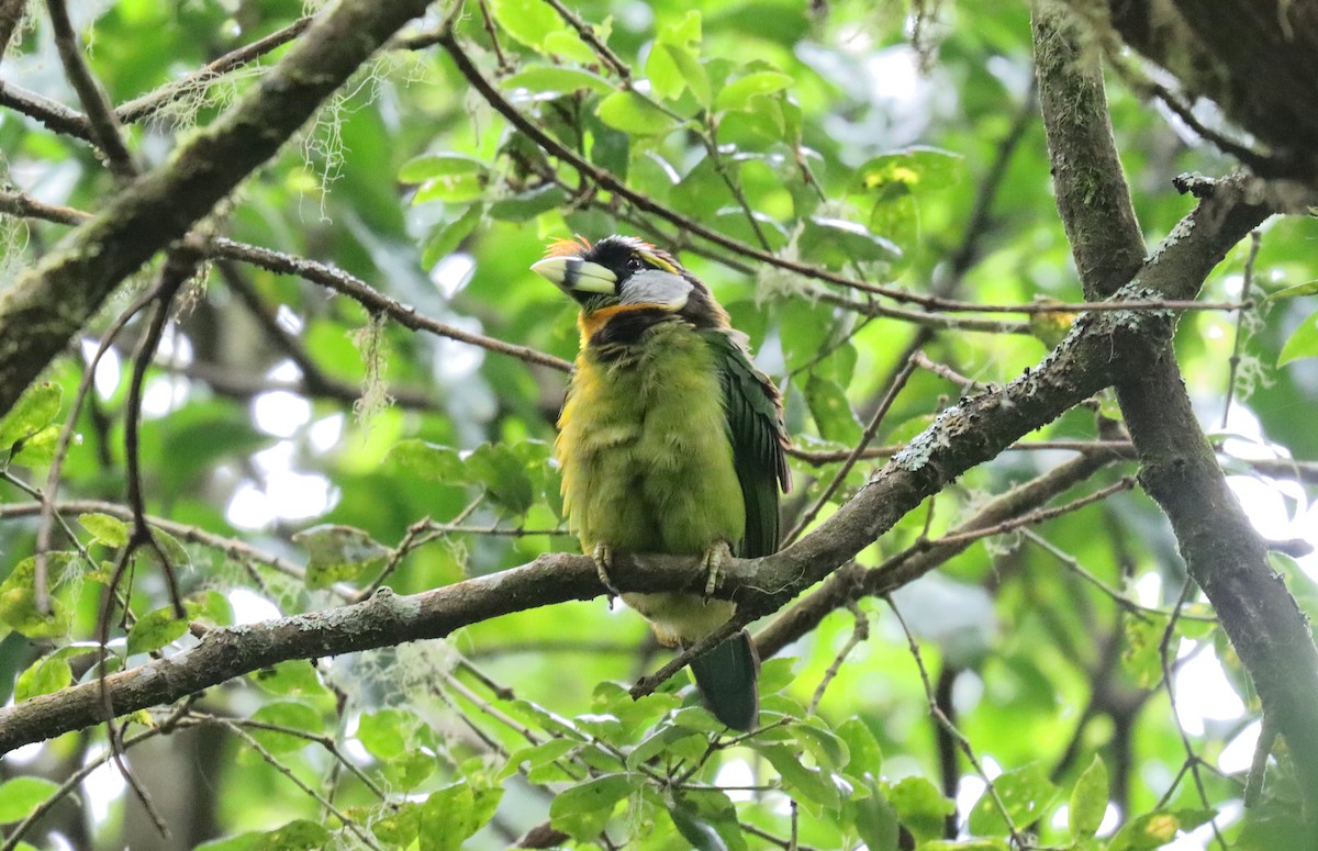 Fire-tufted Barbet - ML610506546