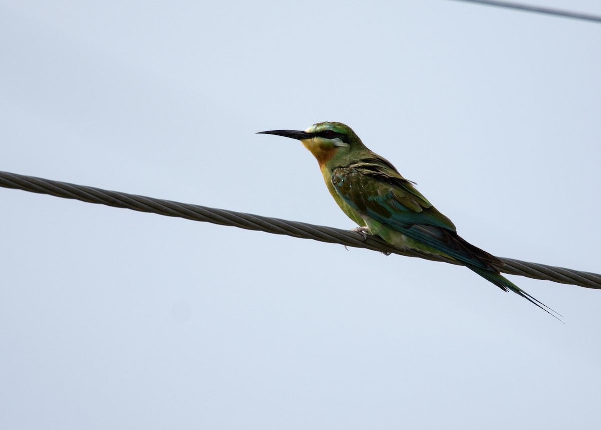 Blue-cheeked Bee-eater - ML610506630
