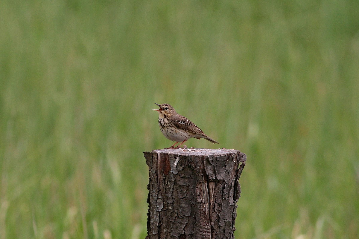 Meadow Pipit - ML610506844