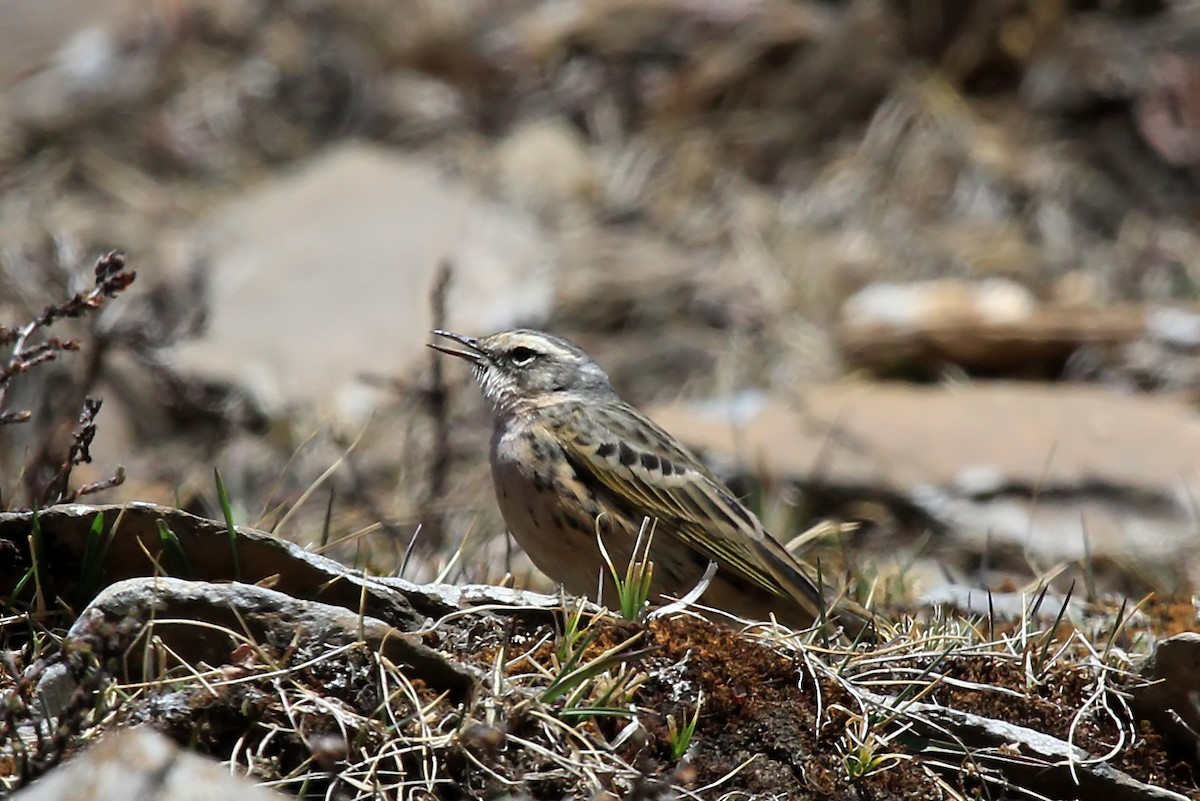 Rosy Pipit - ML610507001