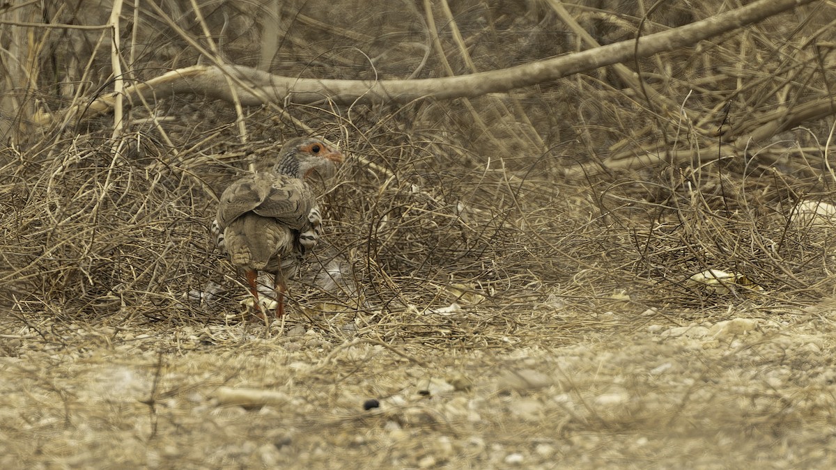 Red-necked Spurfowl (Benguela) - eBird