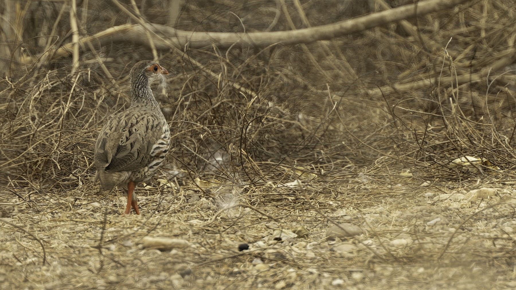 Francolín gorjirrojo (afer) - eBird