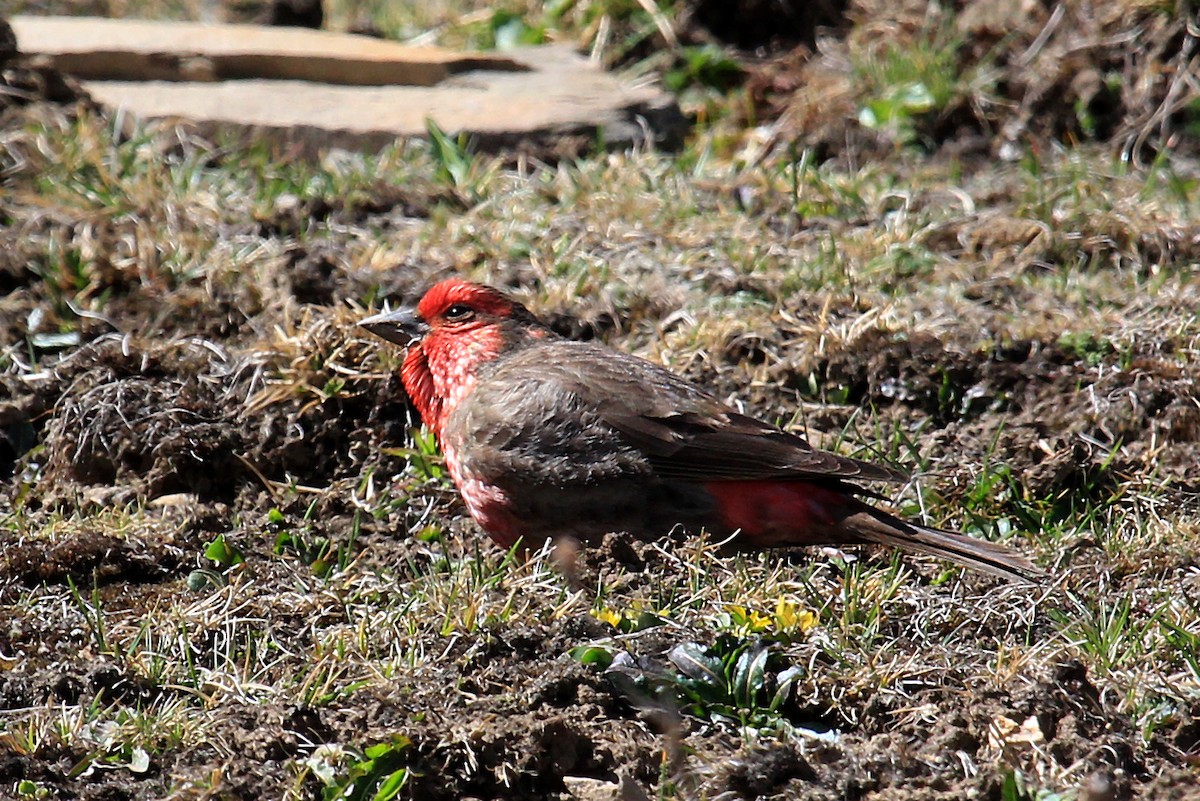 Red-fronted Rosefinch - ML610507026