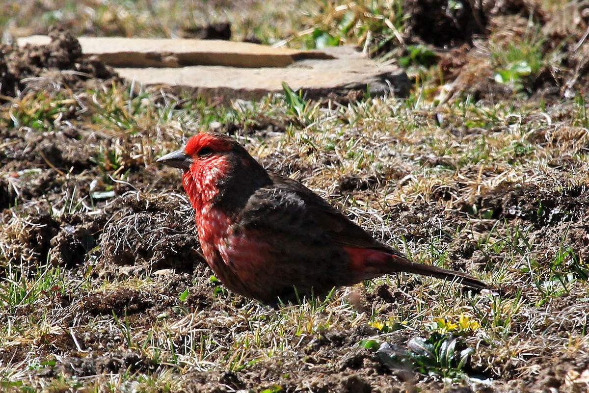 Red-fronted Rosefinch - ML610507028