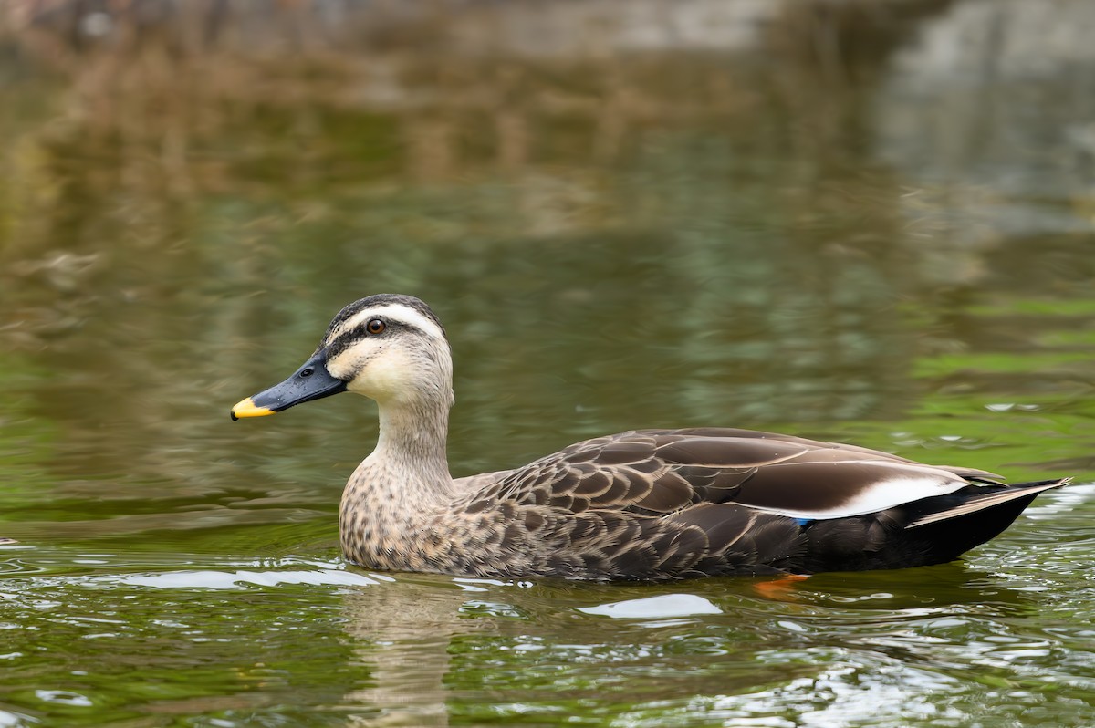 Eastern Spot-billed Duck - ML610507215
