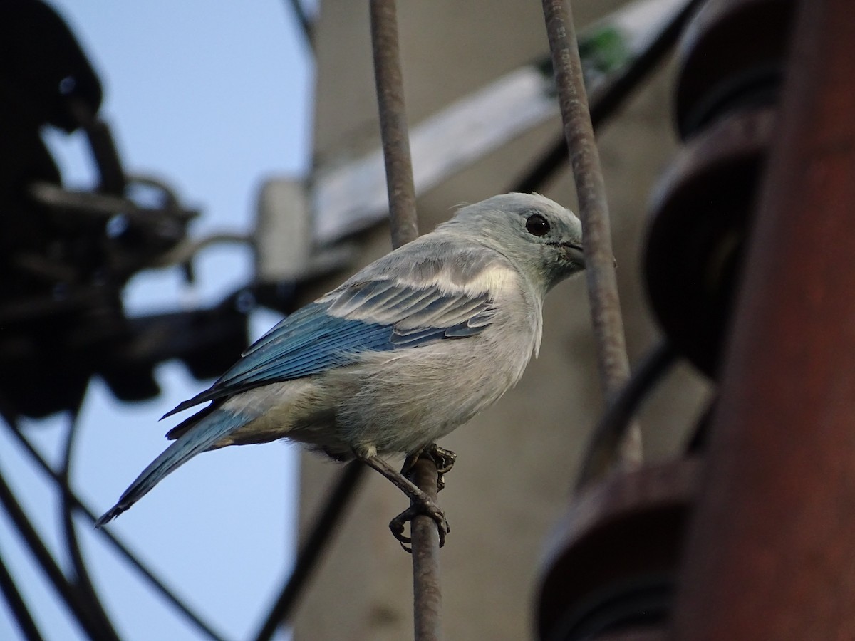 Blue-gray Tanager - ML610507233